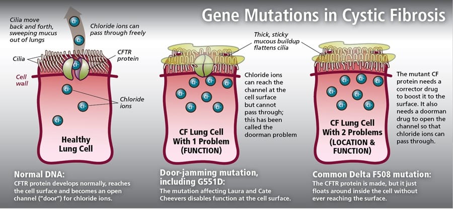 What Is A Cftr Gene Deletion Mutation