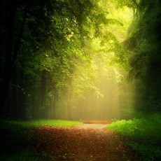 200679-path-leaves-forest-sunlight-mist-trees-grass-sun_rays-nature-landscape-dirt_road-748x479