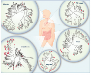 bacterial-biomes