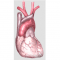heart fibrosis