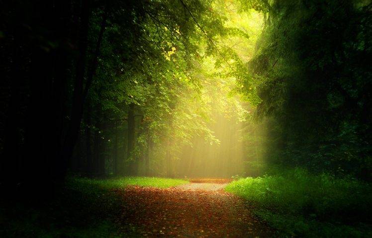 200679-path-leaves-forest-sunlight-mist-trees-grass-sun_rays-nature-landscape-dirt_road-748x479